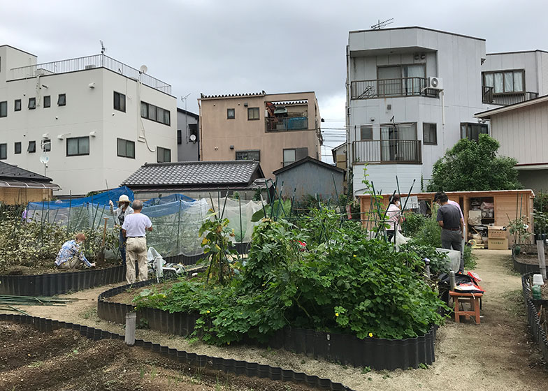 墨田区たもんじ交流農園。地元野菜寺島なすのほかトマトやサトイモなどを栽培（画像提供／新保奈穂美さん）