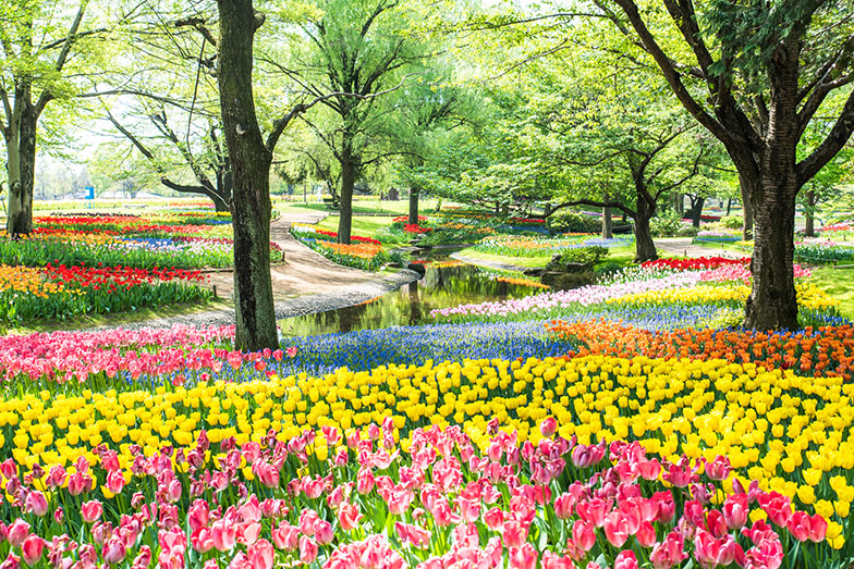 国営昭和記念公園（写真／PIXTA）